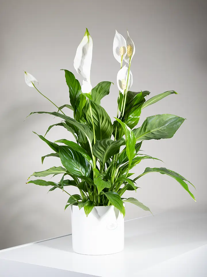 Pianta di Spathiphyllum in vaso chiaro